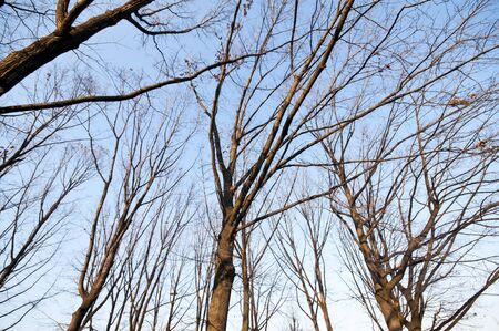 winter green park with trees, dry leaves and people walkingの写真素材