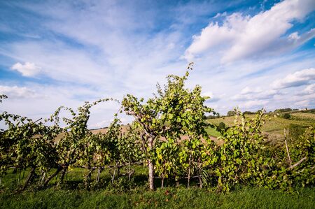 Tuscan countryside landscape with blue sky, clouds and meadowsの写真素材