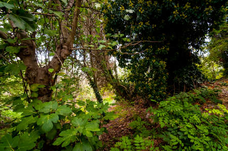 forest landscape leaves and branches in autumnの写真素材