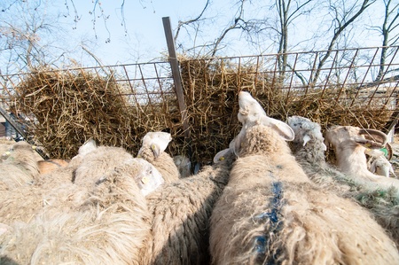 free eating sheep on the farm in italyの写真素材
