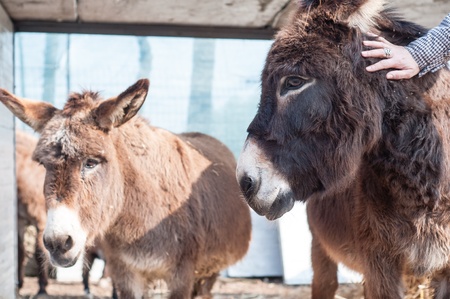 donkeys on the farm in italy