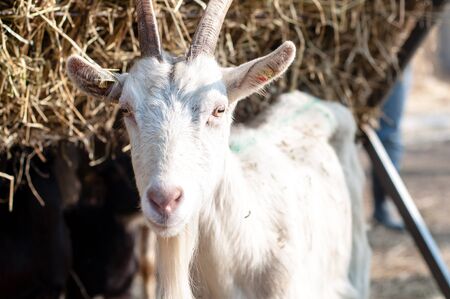 goat on the farm in italyの写真素材