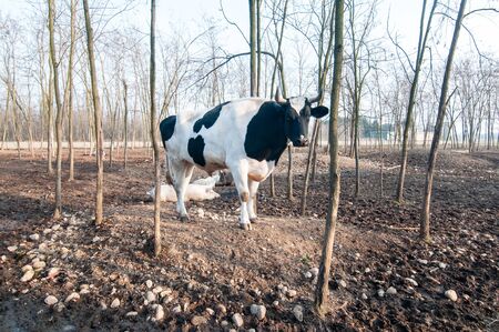 bull on the farm in italyの写真素材