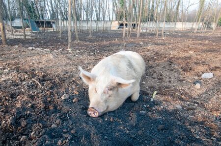 pig on the farm in italy