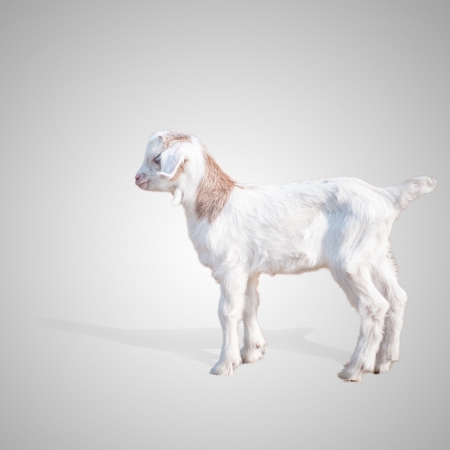 isolated little goat on gray backgroundの写真素材