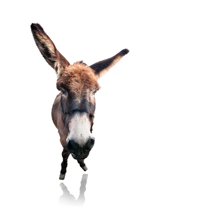 isolated funny donkey on white backgroundの写真素材