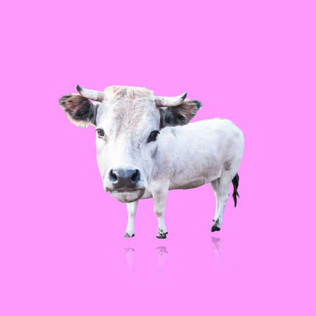 funny puppet isolated white cow on white backgroundの写真素材