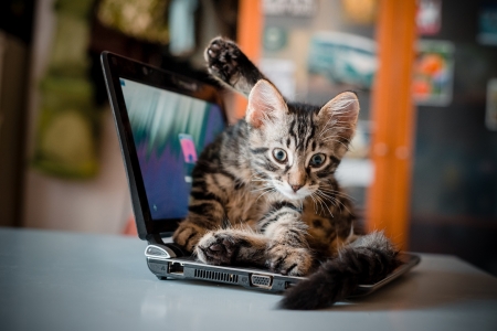 cat lying on the notebook at homeの写真素材