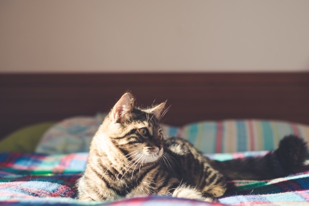 cat on the bedの写真素材