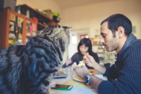 couple in love eating lunch at homeの写真素材