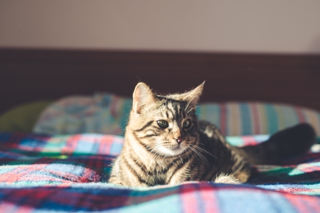 cat on the bedの写真素材