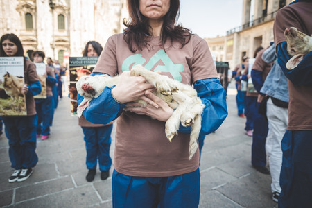 MILAN, ITALY - APRIL 13: Essere Animali protest on April, 13 2014: a group of activists of animal rights association 'Essere Animali' performed with real dead lambs in city center before easterのeditorial素材
