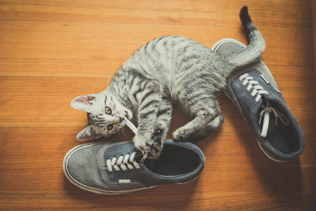 puppy cat playing with shoes at homeの写真素材