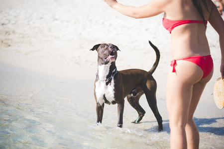 two beautiful young women playing with dog at the beach in summertimeの写真素材