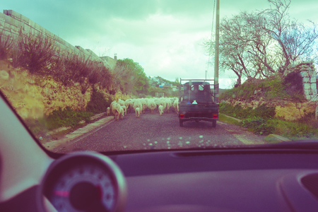 Sheperd on board of his three-wheeled vehicle leading his flock in the middle of the road in sardinian countryside, filtered vintage - rural scene, ancient work, pastoralism conceptの写真素材