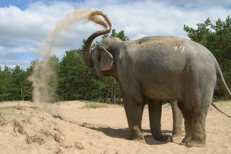 The Bathing elephant on seaside of the gulf of finland. ( The Hotel of the Dune).の写真素材