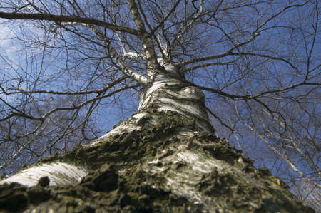 birch and blue skyの写真素材