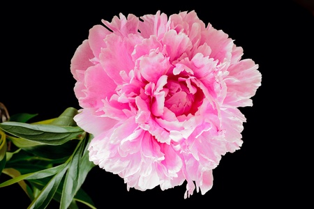 Peony or paeony is a name for plants in the genus Paeonia, the only genus in the flowering plant family Paeoniaceaeの写真素材