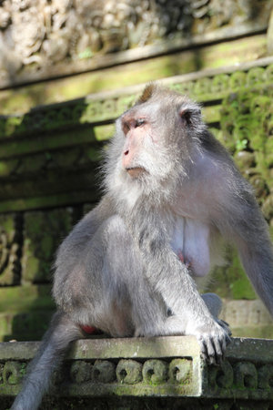 Shot of an adult monkey in monkey forest, ubud, bali