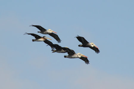 Pelicans in flight in the town of Paracasの写真素材