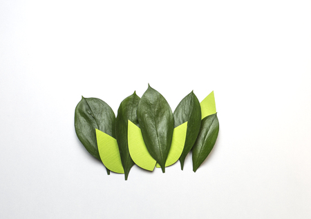 Creative layout made of nature green leaves with paper leaves. Spring poster.の写真素材