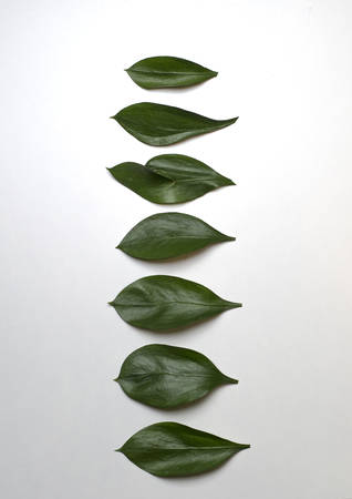Creative nature layout made of leaves. Flat lay.の写真素材