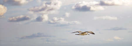 Seagull Flyingの写真素材