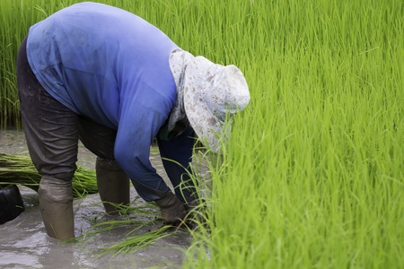 Farmer on the Rice Farmの写真素材