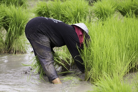 Farmer on the Rice Farmの写真素材