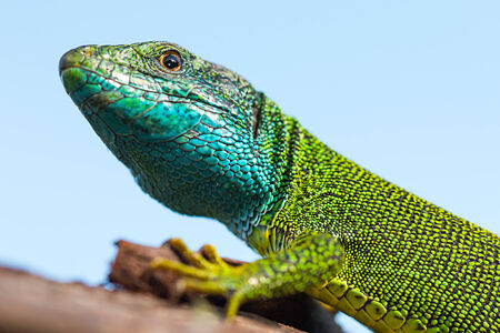 European green lizardの写真素材