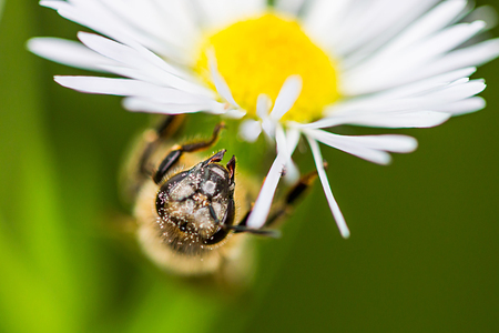 Macro shot of honey bee on a flower.
