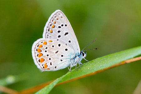 Beautiful butterfly on green background. Common Blue (Polyommatus icarus) butterfly.の写真素材