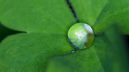 Raindrop on clover. Macro shot.