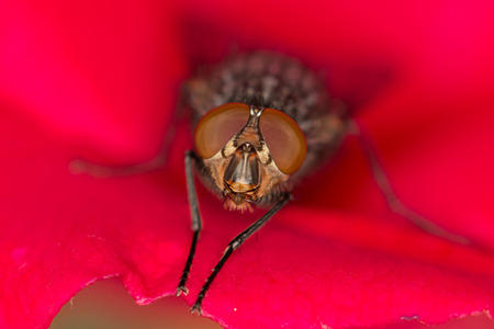 Fly on a rose. Macro shot.