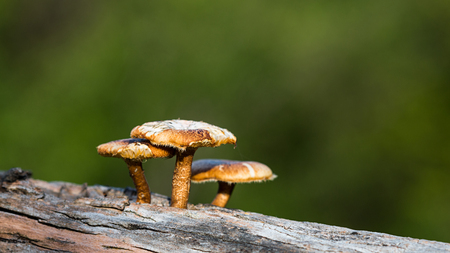 Three mushrooms on green background.の写真素材