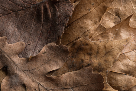 Close up shot of autumn leafs. Textured effect.