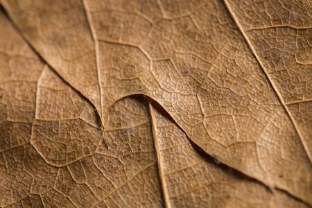 Close up shot of autumn leaf. Textured effect.