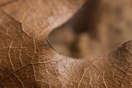 Close up shot of autumn leaf. Textured effect.の写真素材