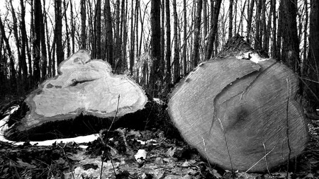 Remains of old tree in the forest at winter. Black and white.