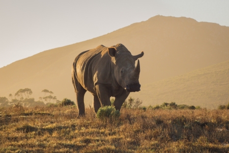 White Rhino in Garden Route Game Lodgeの写真素材