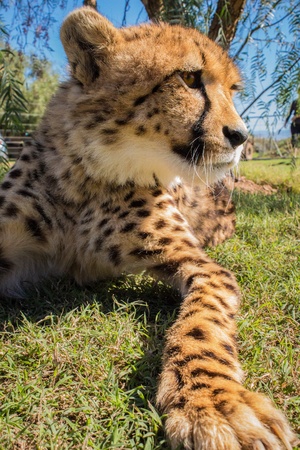 Cheetah Close upの写真素材