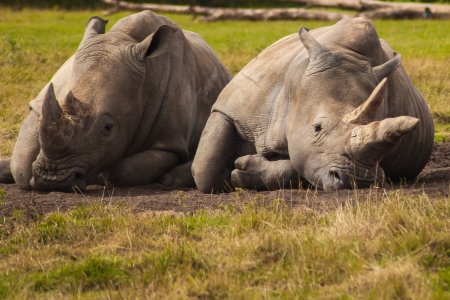 White Rhino laying downの写真素材