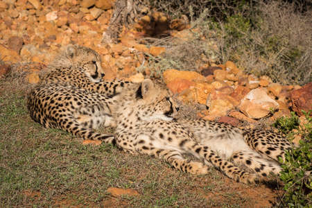 Cheetah s sunbathingの写真素材