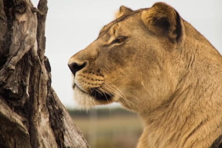 Lion on Watchの写真素材