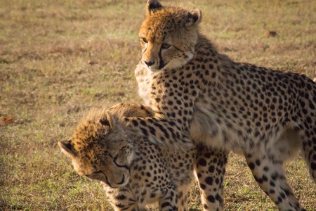 Cheetah siblings playfightingの写真素材