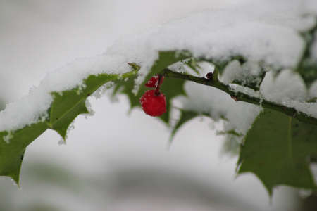 Holly and Berries in winterの写真素材