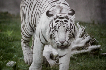 White Tiger stalkingの写真素材