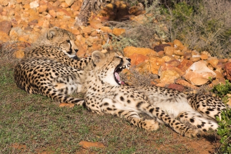 Cheetahs laying together with teethの写真素材