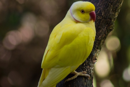 Yellow Birdの写真素材