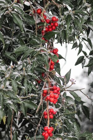 Berries covered in snowの写真素材